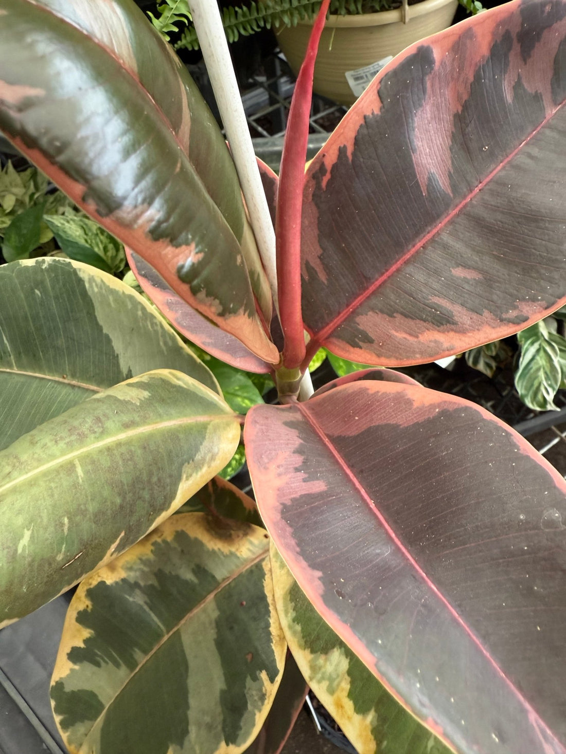 Ficus Ruby Rubber Plant (Ficus elastica) 200mm Pot - Ladybird Nursery
