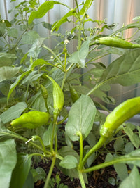 Chilli 'Aji Pineapple' - Ladybird Nursery