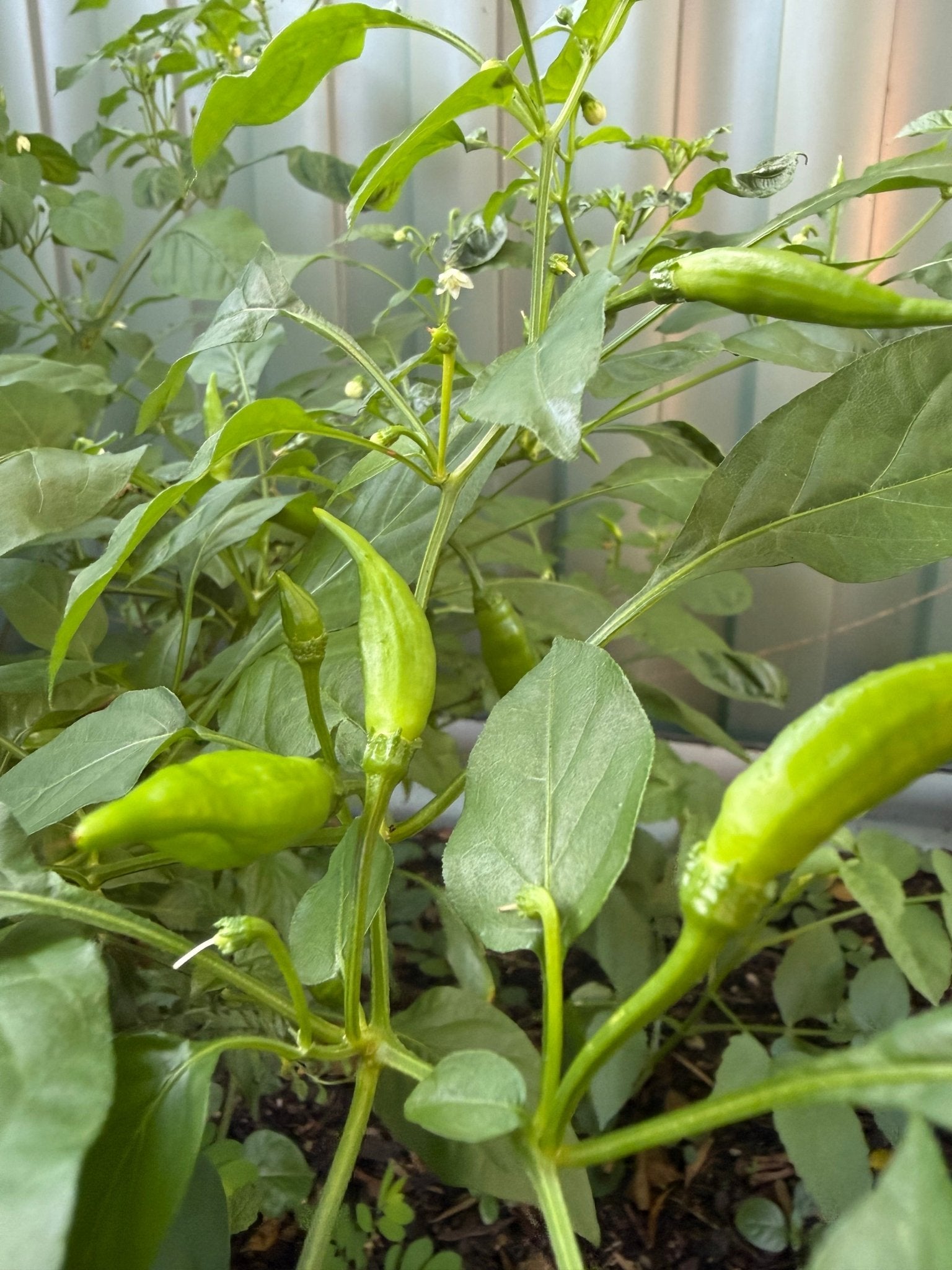 Chilli 'Aji Pineapple' - Ladybird Nursery
