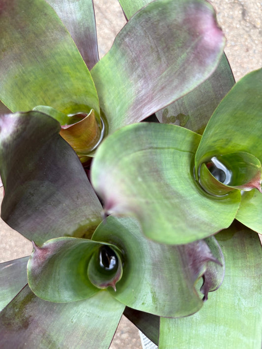 Bromeliad 'Silver Plum' (Alcantarea) - Ladybird Nursery