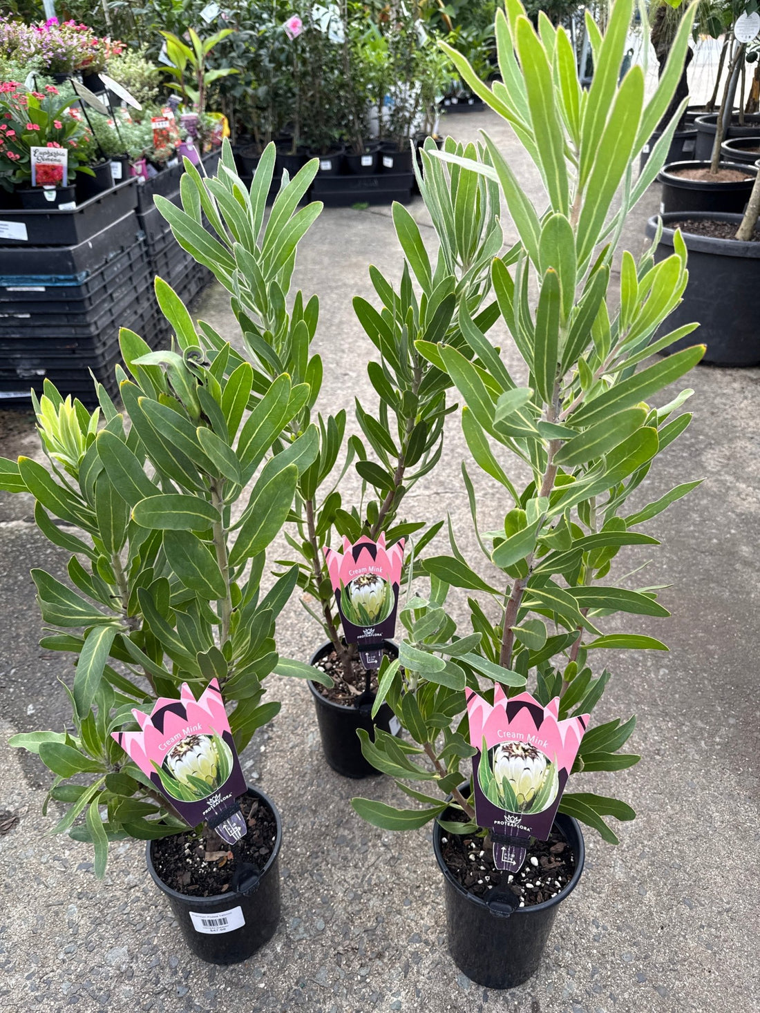 Protea 'Cream Mink' - Ladybird Nursery