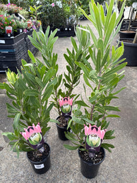 Protea 'Cream Mink' - Ladybird Nursery