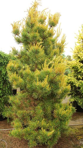 Scots Pine Gold Coin (Pinus sylvestris)
