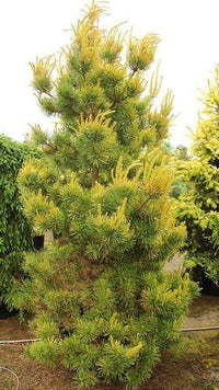 Scots Pine Gold Coin (Pinus sylvestris) - Ladybird Nursery