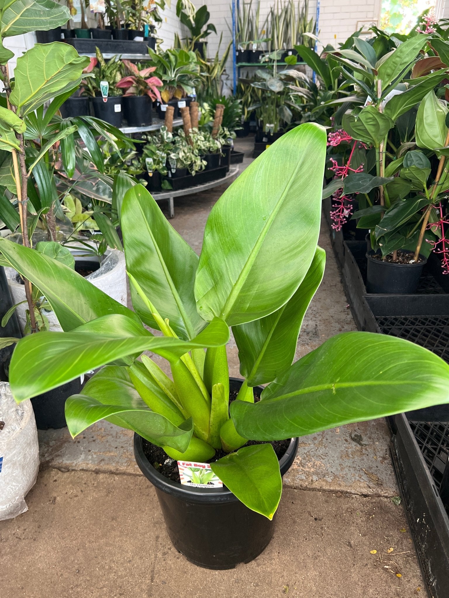 Philodendron Fat Boy 2.0 - Extra Large (PICK UP ONLY) - Ladybird Nursery