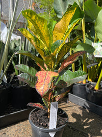 Croton 'Wilma' - Ladybird Nursery