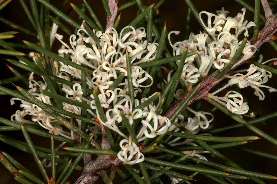 Silky Hakea White (Hakea sericea)