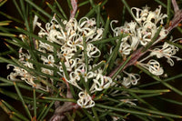 Silky Hakea White (Hakea sericea) - Ladybird Nursery