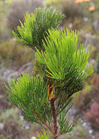 Sweet Hakea (Hakea drupacea)