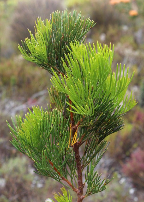 Sweet Hakea (Hakea drupacea) - Ladybird Nursery