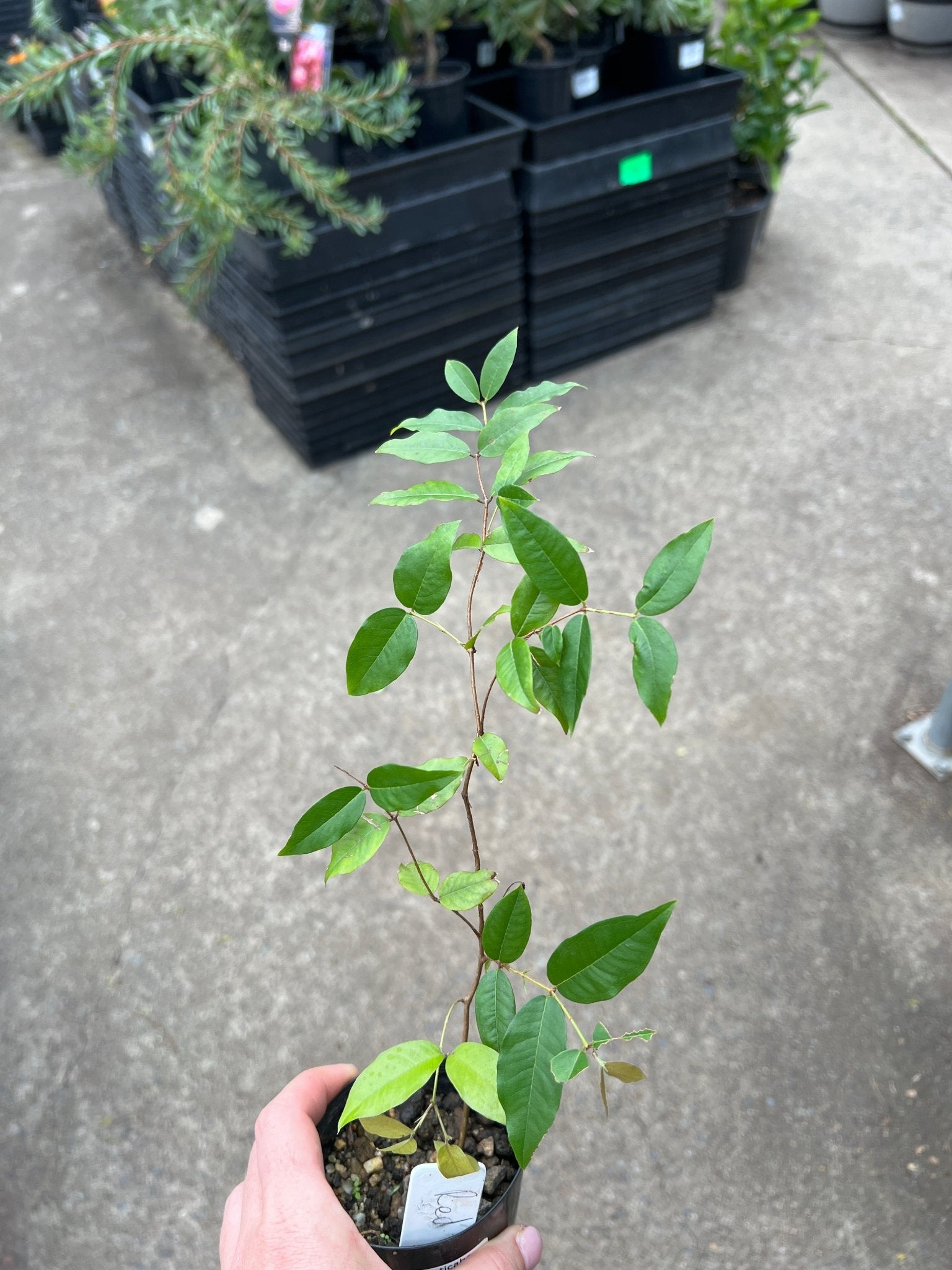 Dwarf Jaboticaba Red Hybrid - Ladybird Nursery