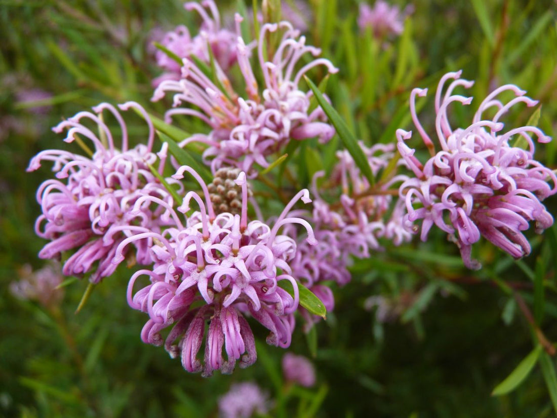 Grevillea Pink (Grevillea sericea) - Ladybird Nursery