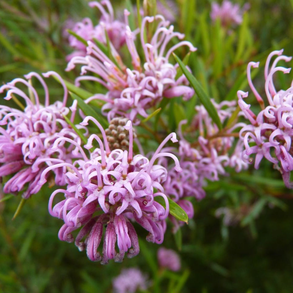 Grevillea Pink (Grevillea sericea) - Ladybird Nursery
