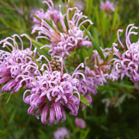 Grevillea Pink (Grevillea sericea) - Ladybird Nursery