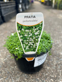 White Star Creeper (Pratia pedunculata) - Ladybird Nursery