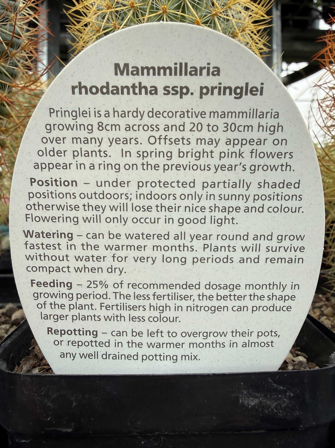Lemon Ball Cactus (Mammillaria rhodantha ssp. pringlei) - Ladybird Nursery