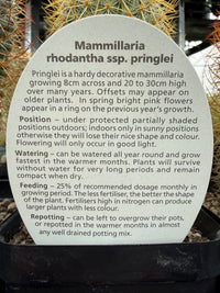 Lemon Ball Cactus (Mammillaria rhodantha ssp. pringlei) - Ladybird Nursery