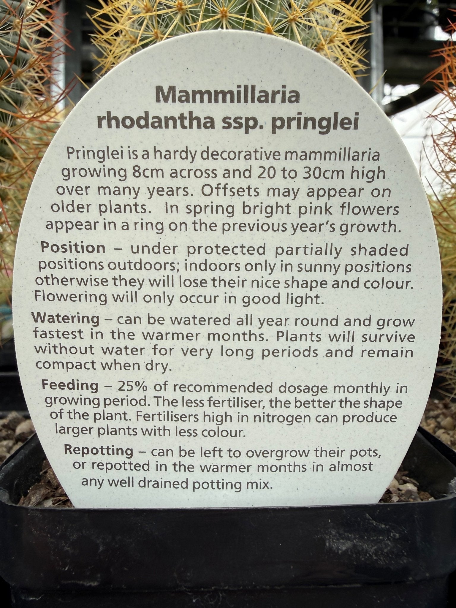 Lemon Ball Cactus (Mammillaria rhodantha ssp. pringlei) - Ladybird Nursery