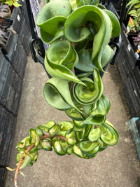 Hoya carnosa 'Compacta' Variegata - Ladybird Nursery