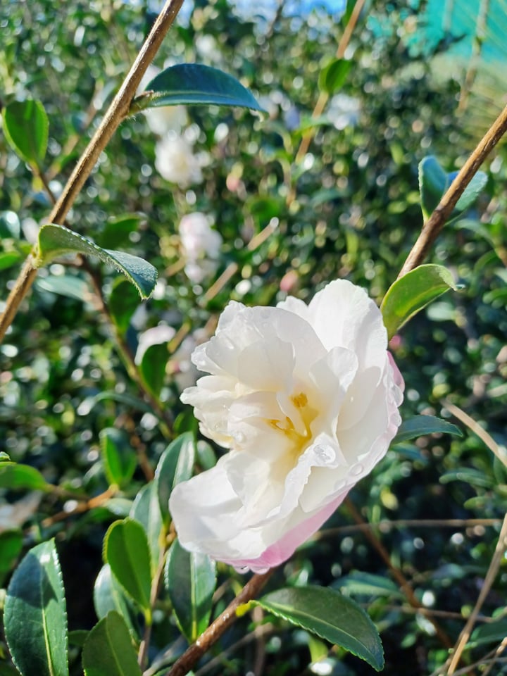 Sasanqua Camellia Paradise Helen (Camellia sasanqua)