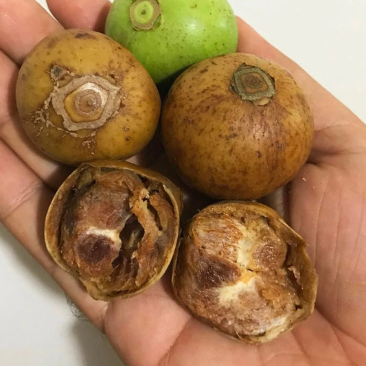 Spanish Tamarind - Ladybird Nursery