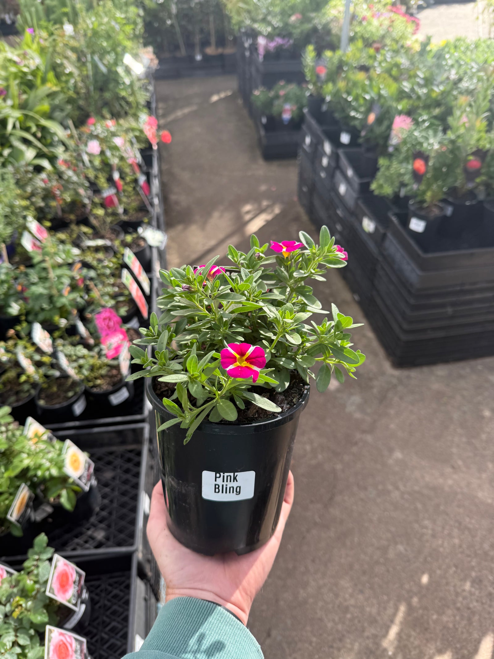 Calibrachoa 'Pink Bling'