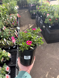 Calibrachoa 'Pink Bling'