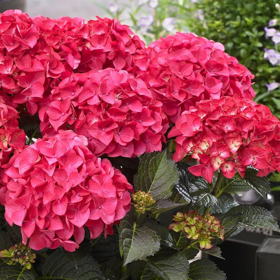 Hydrangea Tea Time™ Red - Ladybird Nursery