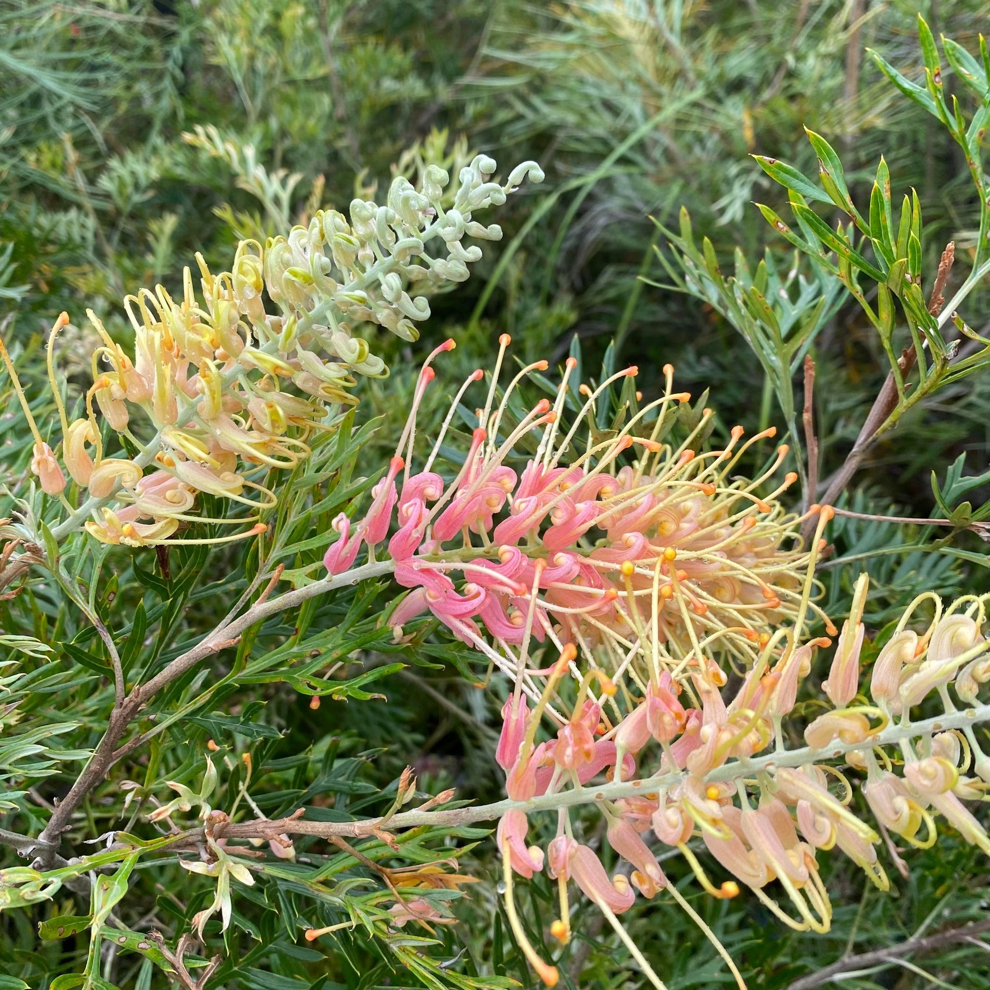 Grevillea Lemon Baby