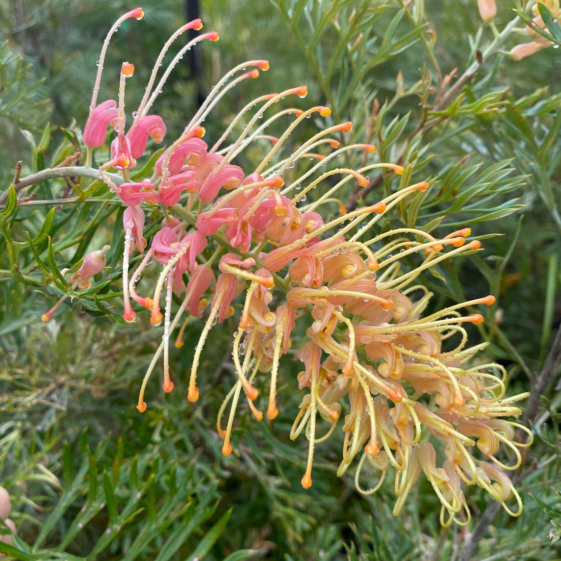 Grevillea Lemon Baby - Ladybird Nursery