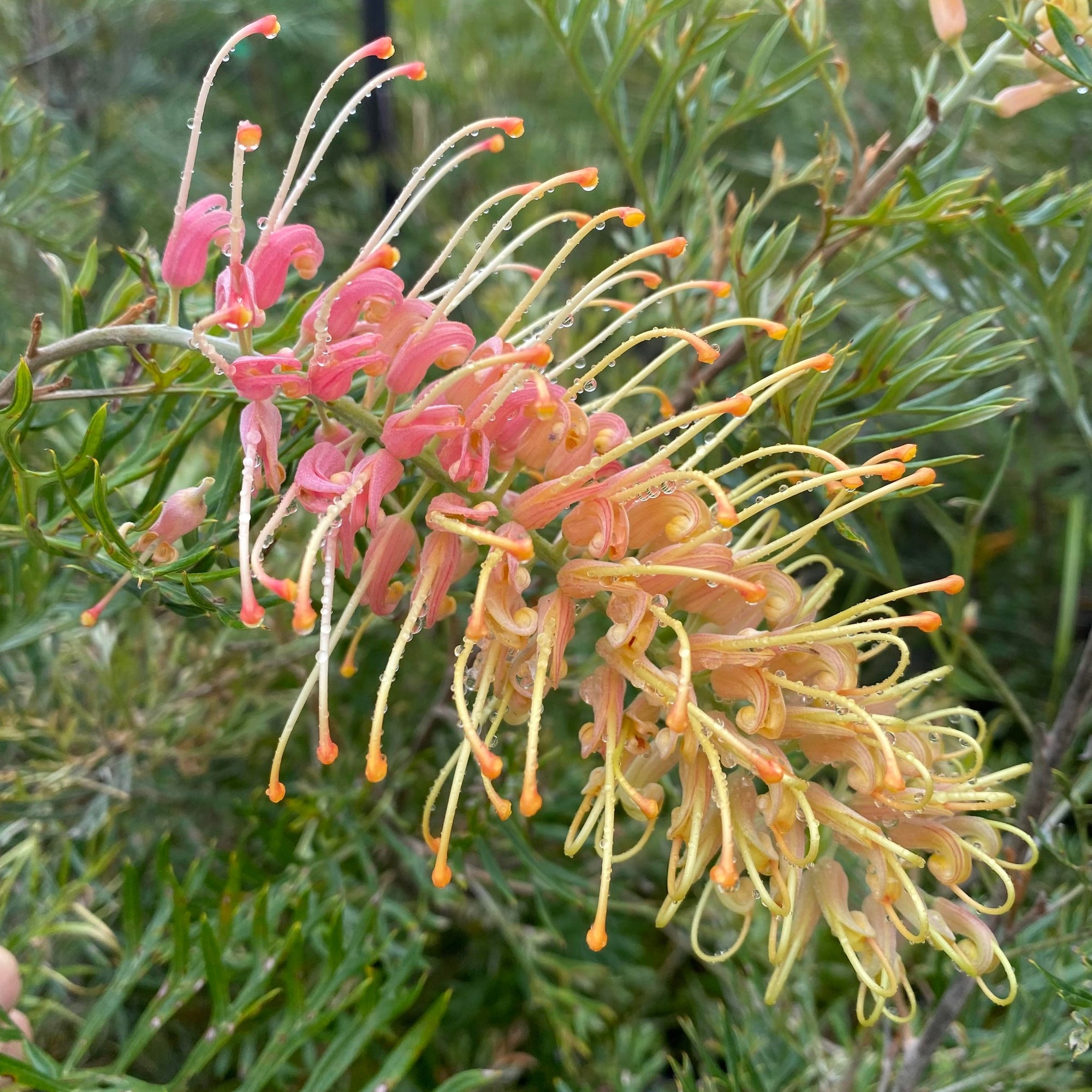 Grevillea Lemon Baby - Ladybird Nursery