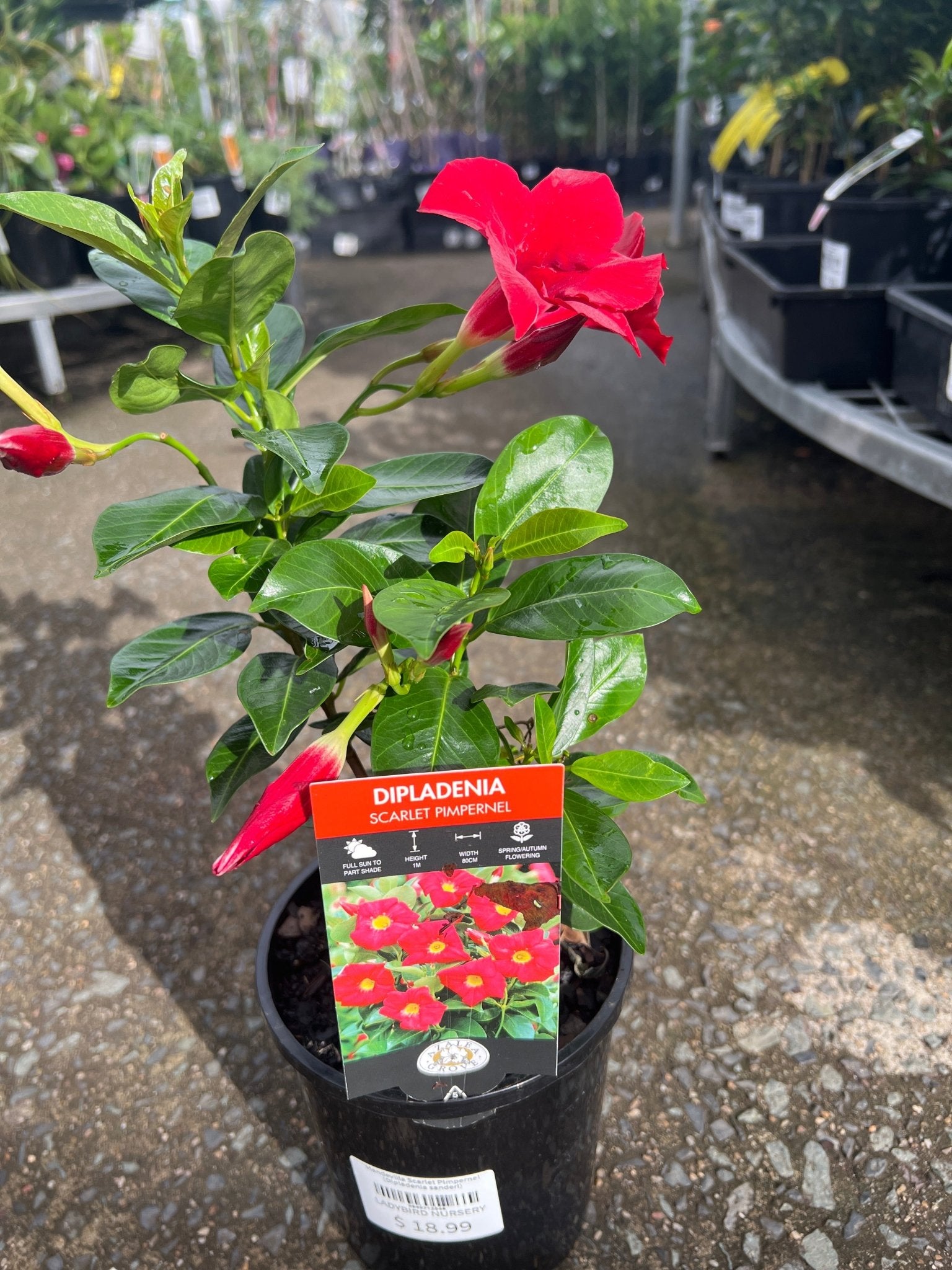 Mandevilla 'Scarlet Pimpernel' (Dipladenia sanderi) - Ladybird Nursery