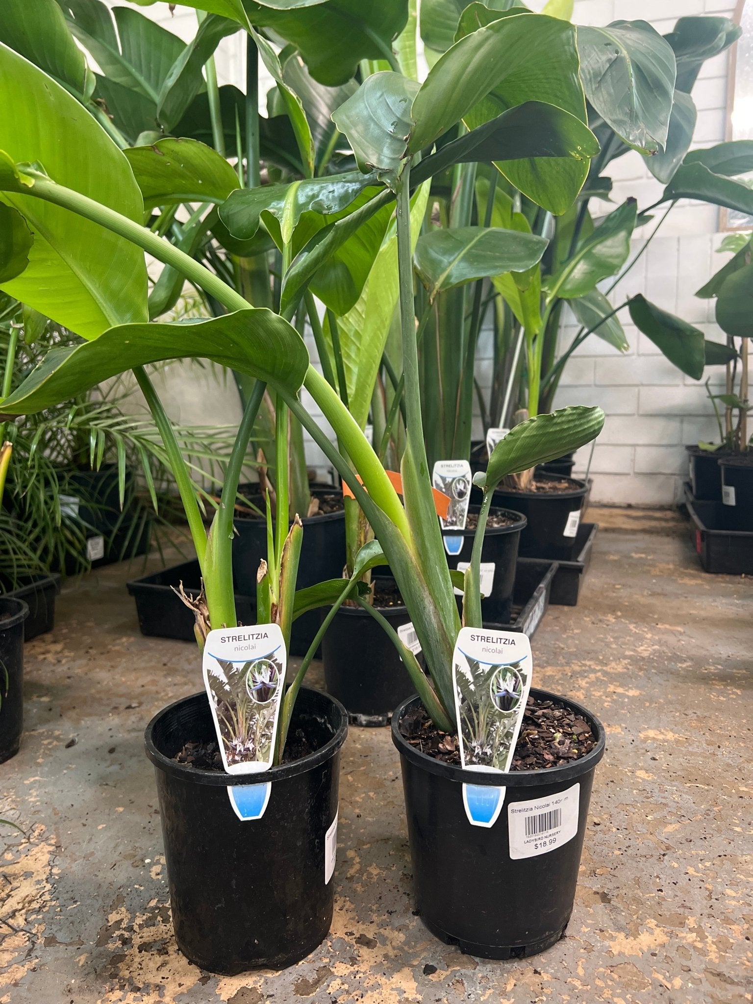Bird of Paradise (Strelitzia nicolai) - Ladybird Nursery