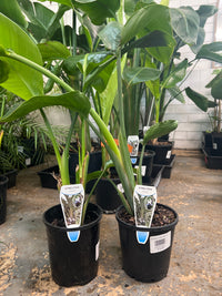 Bird of Paradise (Strelitzia nicolai)