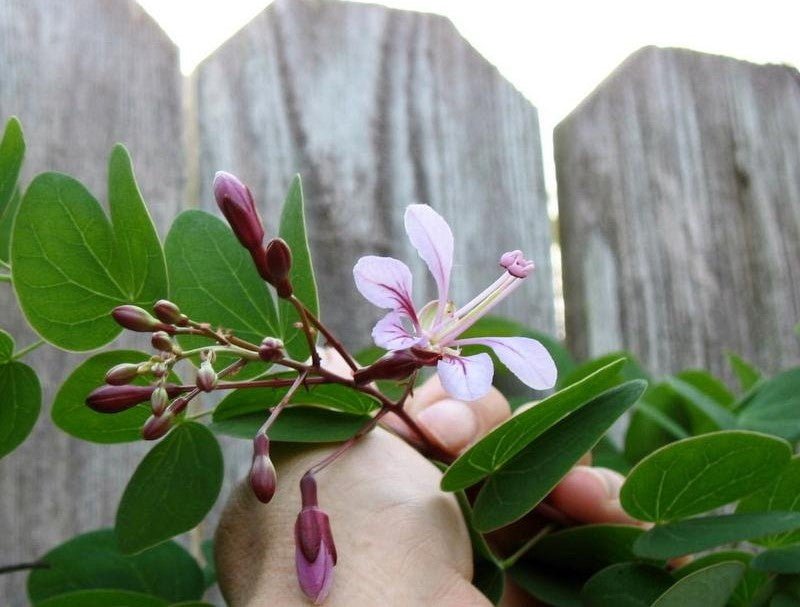 Climbing Bauhinia Tripods (Bauhinia corymbosa) - Ladybird Nursery