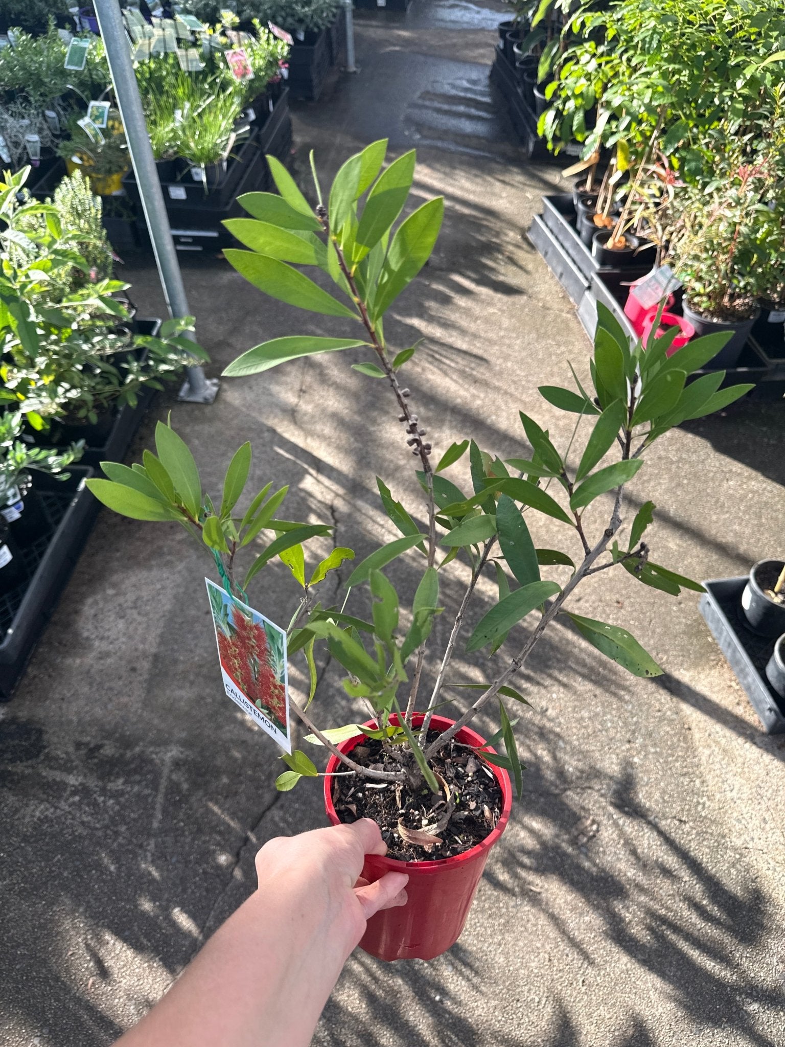 Bottlebrush ‘Endeavour’ (Callistemon citrinus) - Ladybird Nursery