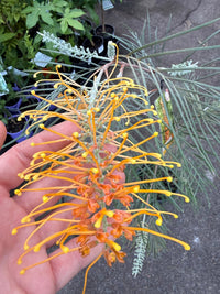 Grevillea 'Honey Gem' - Large - Ladybird Nursery