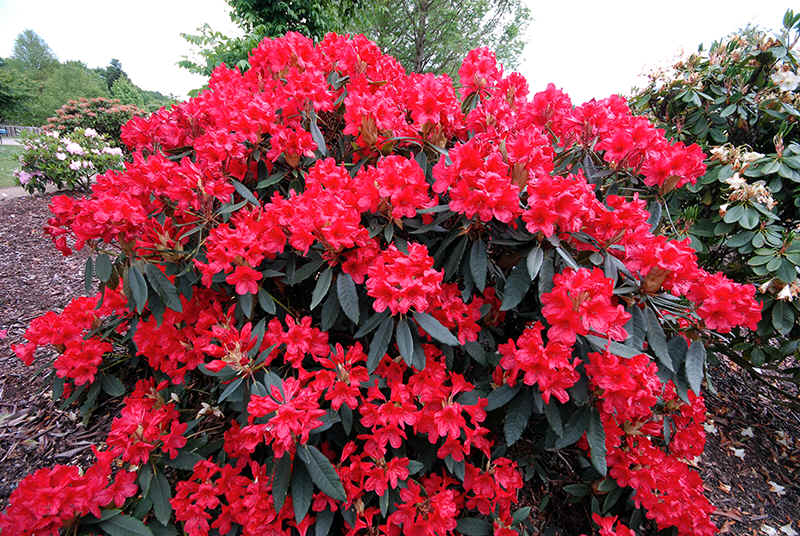Rhododendron Elizabeth - Ladybird Nursery