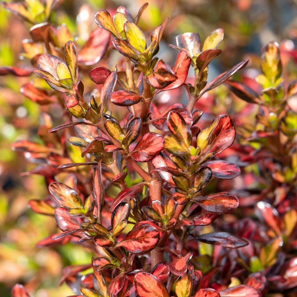 Coprosma Evening Glow