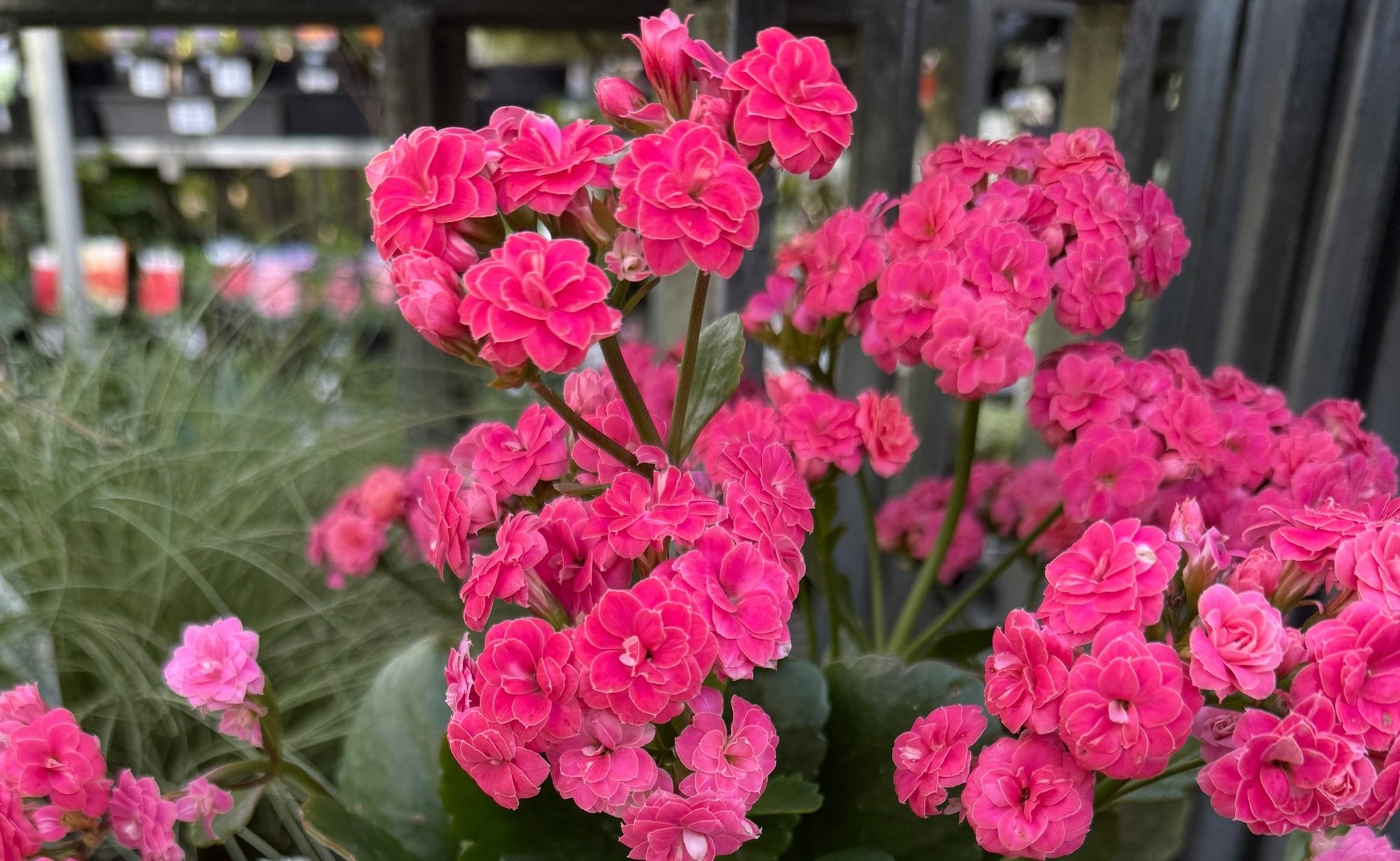 Kalanchoe ‘Turner’ (Kalanchoe calandiva) - Ladybird Nursery