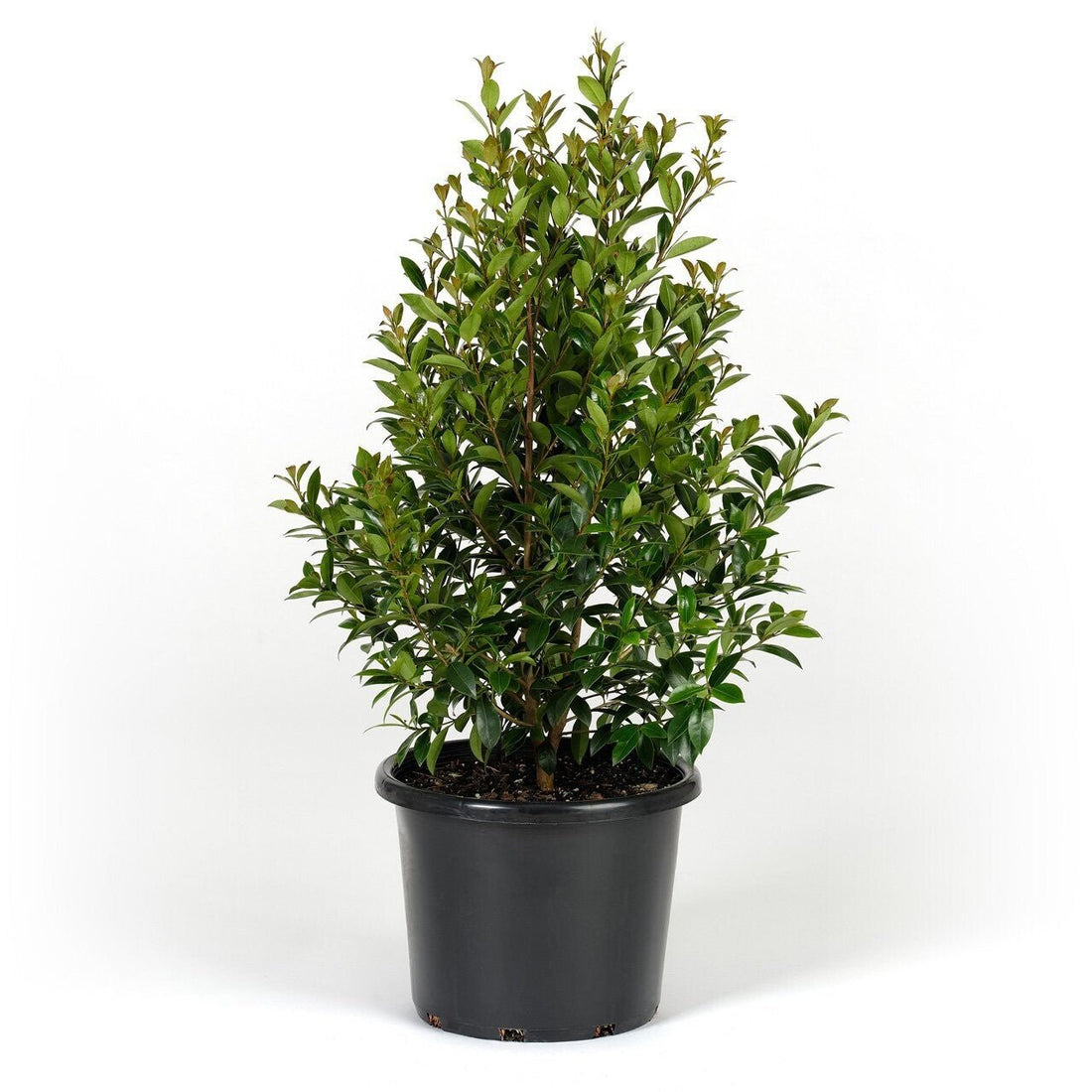 Lilly Pilly Backyard Bliss (Syzygium australe) - Ladybird Nursery