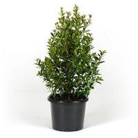 Lilly Pilly Backyard Bliss (Syzygium australe)