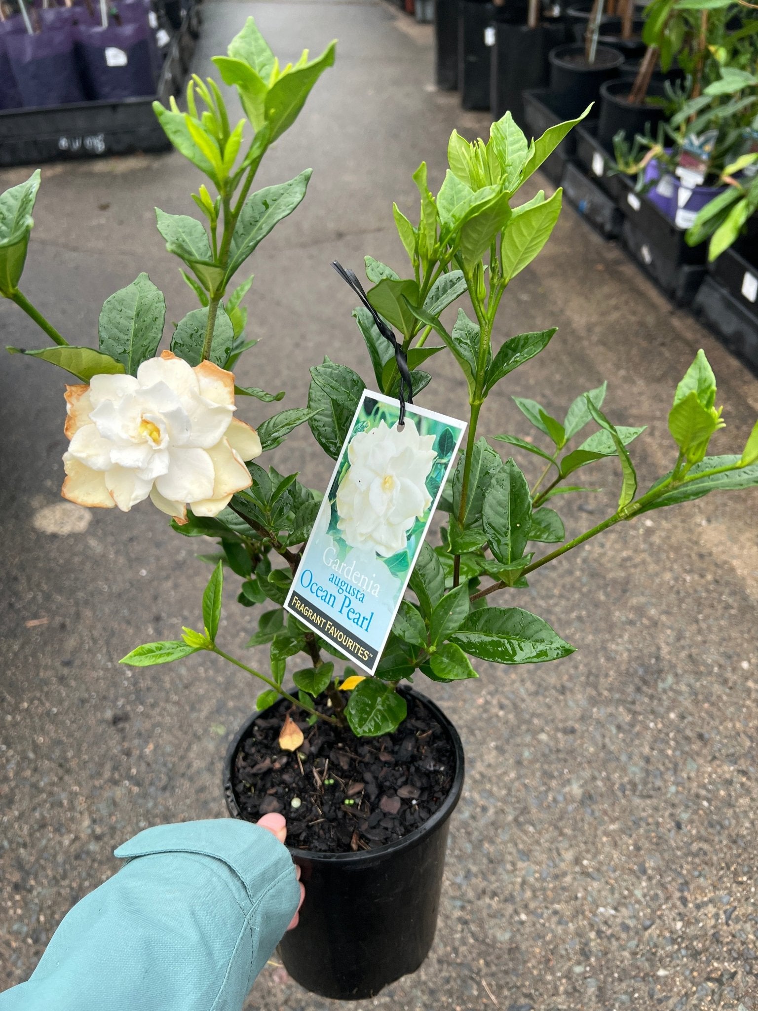 Gardenia 'Ocean Pearl' - Ladybird Nursery