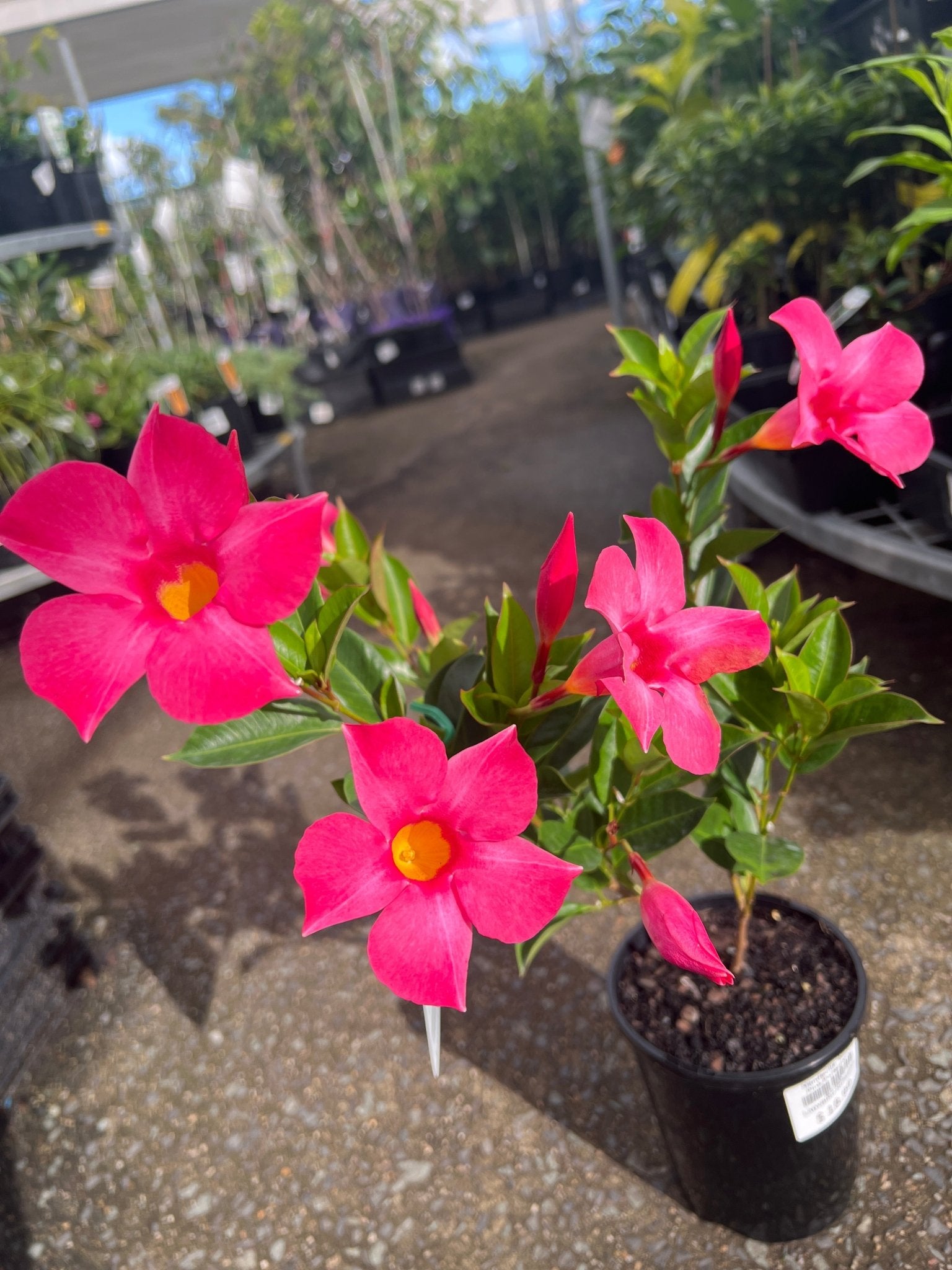 Mandevilla ‘Aloha Pink Perfection’ - Ladybird Nursery