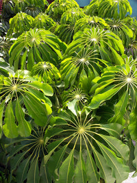 Tupidanthus (Schefflera pueckleri)