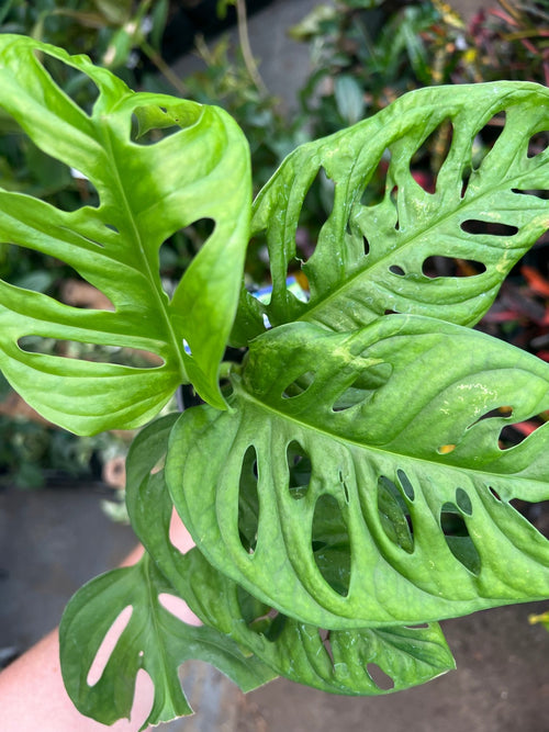 Monkey Mask (Monstera adansonii) - Ladybird Nursery