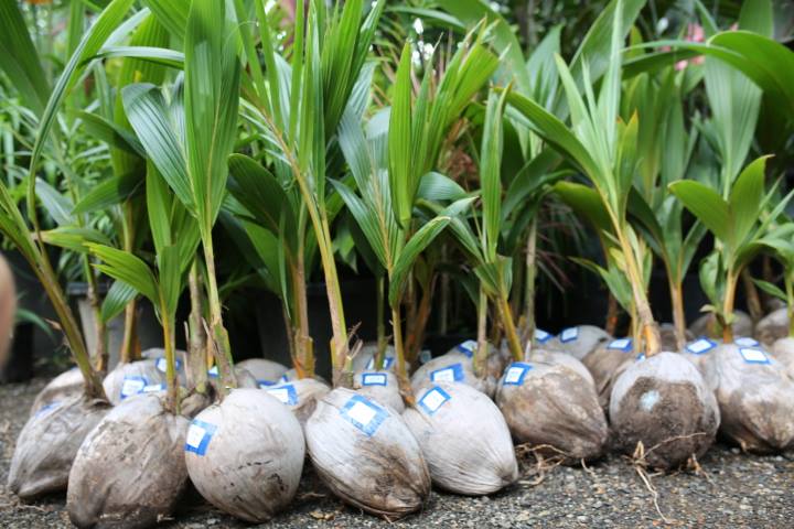 Malay Dwarf Yellow Coconut Tree