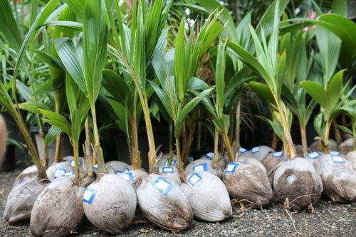 Malay Dwarf Bronze Coconut Tree - Ladybird Nursery
