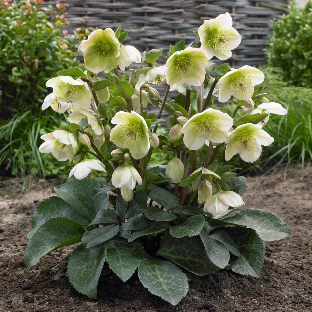 Hellebore Mollys White (Helleborus )