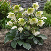 Hellebore Mollys White (Helleborus ) - Ladybird Nursery